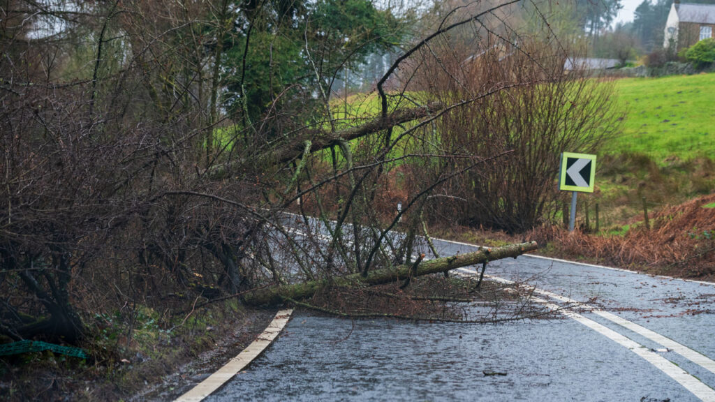 Fallen tree across road after windstorm. Traffic sign, bushes and grass in background.